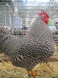 Coq amrock.jpg