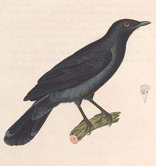 <span class="mw-page-title-main">Lesser cuckooshrike</span> Species of bird