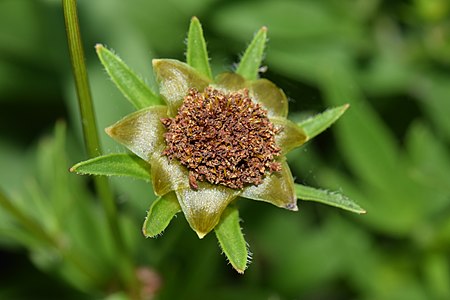 Achenes forming on Coreopsis tinctoria cultivar Uptick Cream and Red after the flower died