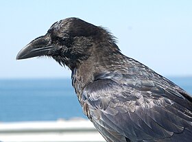 Tulugaak serait arrivé sur Terre sous la forme d'un Grand Corbeau.
