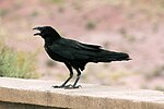 Miniatura para Corvus cryptoleucus