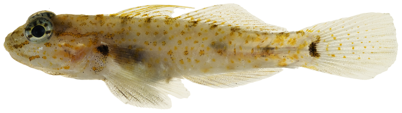 File:Coryphopterus thrix - pone.0010676.g168.png