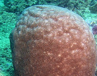 <span class="mw-page-title-main">Coscinaraeidae</span> Family of corals