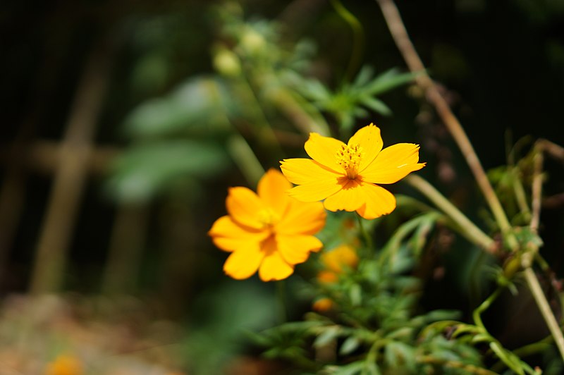 File:Cosmos sulphureus 01.JPG