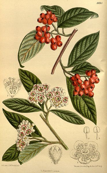 File:Cotoneaster salicifolia rugosa 143-8694.jpg