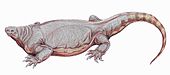 Life restoration of the Permian synapsid (mammal precursor) Cotylorhynchus CotylorhynchusDB2.jpg