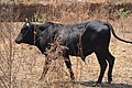 Cows in Zambia 14.jpg