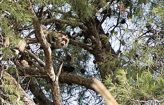 Israeli Primate Sanctuary Sanctuary for primates