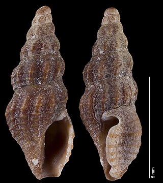 <i>Crassispira lirae</i> Species of gastropod