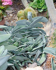 Crassula perfoliata Einkennistegund ættarinnar.