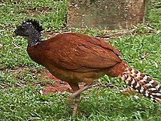 Crax rubra (Grande Curassow) - female.jpg