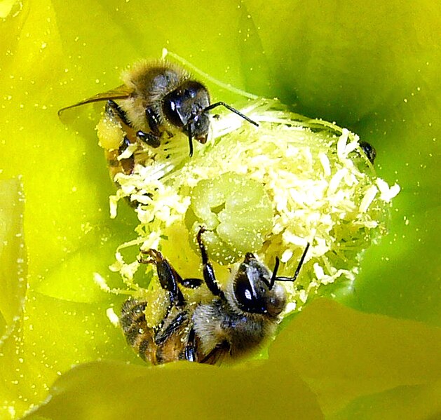 File:Creation-Via-Pollination.jpg