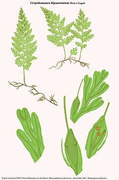 Description de l'image Crepidomanes bipunctatum (Didymoglossum filicula Bosch).jpg.