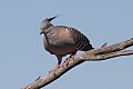 Crested Pigeon (Ocyphaps lophotes) (8079571910).jpg