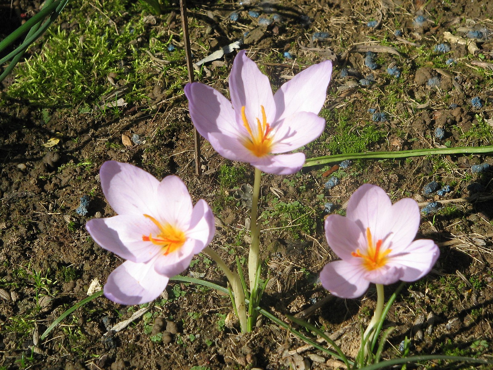 Какое наказание крокус. Crocus longiflorus. Крокус Королькова. Шафран Королькова. Крокус Луговой.