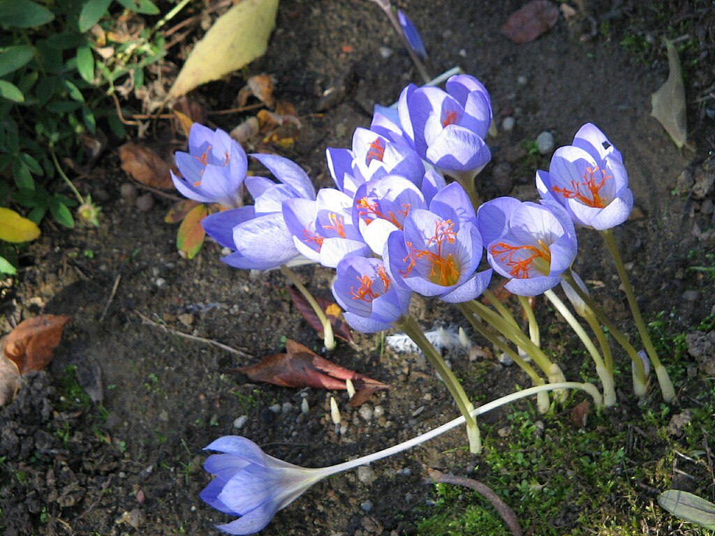 https://upload.wikimedia.org/wikipedia/commons/thumb/1/16/Crocus_speciosus_clump2.jpg/1024px-Crocus_speciosus_clump2.jpg?uselang=ru