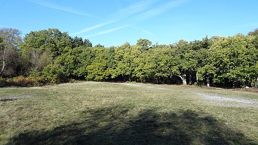 Croham Hurst grassland