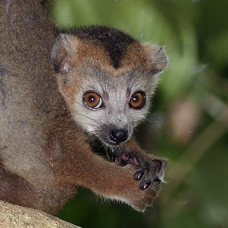 Crowned lemur (Eulemur coronatus) juvenile male head.jpg