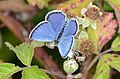 Polyommatus icarus