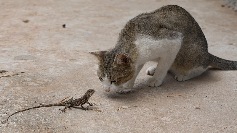 File:Curious cat starring at a lizard.jpg