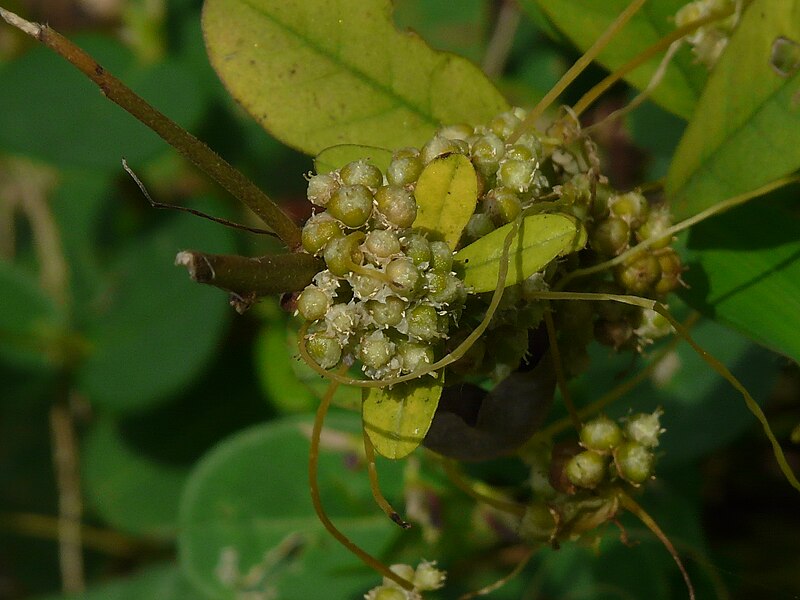 File:Cuscuta campestris Yunck. (2874915491).jpg