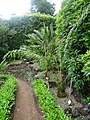 Cycas multipinnata, Parque Terra Nostra, Furnas, Azoren