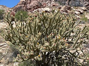 Red Rock Canyon, Nevada