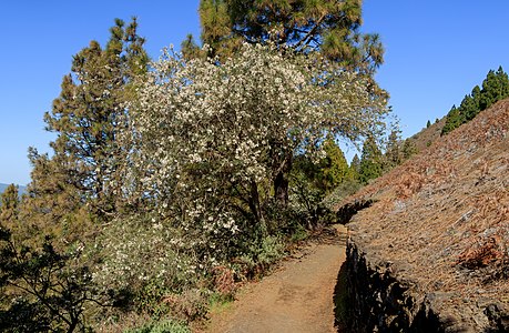 Cytisus proliferus Habitus