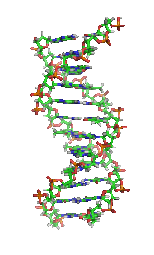 DNA structure (1D65 ) DNA orbit animated.gif