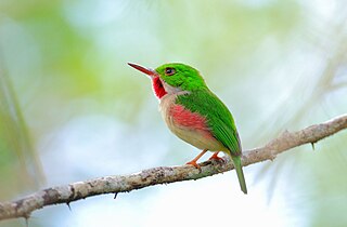 <span class="mw-page-title-main">Broad-billed tody</span> Species of bird endemic to Hispaniola