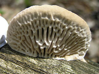 <i>Daedalea</i> Genus of fungi