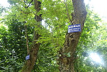 Kuat tonkinensis - Hanoi Botanical Garden - Hanoi, Vietnam - DSC03637.JPG