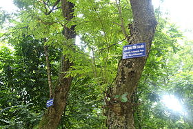 Dalbergia tonkinensis - Hanoi Botanical Garden - Hanoi, Vietnam - DSC03637.JPG