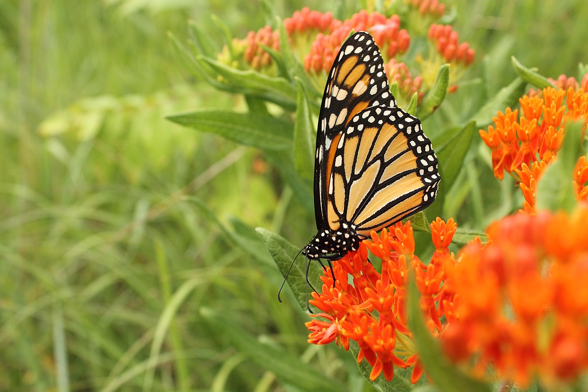 Butterfly gardening - Wikipedia