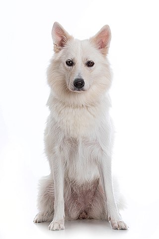 <span class="mw-page-title-main">Danish Spitz</span> Dog breed