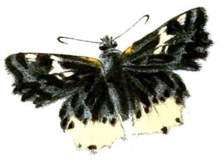 <i>Darpa</i> (butterfly) Genus of butterflies