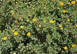 Shrubby cinquefoil (Potentilla fruticosa) bush