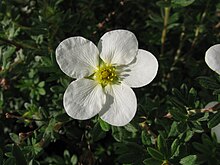 'Mckay's White' cultivar Dasiphora fruticosa 'Mckay's White' 03.jpg