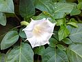 * Nomination A white datura at Hyderabad, Telangana, India --Shishir 9 July 2016 (UTC) * Decline Focus is a bit off leaving most of the flower unsharp. Also needs a better description and better categories, in fact the description here on this page is better than on the file's page. --W.carter 10:08, 25 September 2016 (UTC)