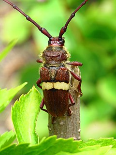 <i>Deretrachys juvencus</i> Species of beetle