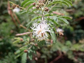 <i>Desmanthus velutinus</i> Species of legume