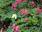 Dicentra hybrids (Two hybrids: Dicentra 'King of Hearts' (deep pink) and 'Ivory Hearts' (white)