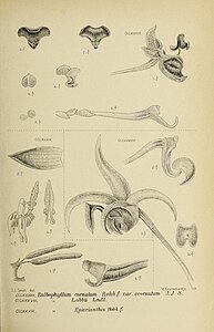 fig. 337 Bulbophyllum cornutum var. ecornutum Bulbophyllum ecornutum fig. 338 Bulbophyllum lobbii fig. 339 Bulbophyllum epicranthes