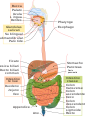 Digestive system diagram ia.svg