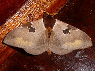 <i>Dirphia</i> Genus of moths