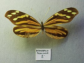 Самка Dismorphia praxinoe