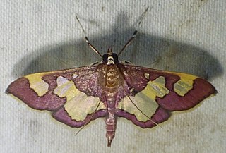 <i>Colomychus talis</i> Species of moth