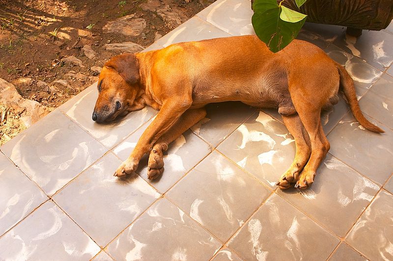 File:Dog at Parque Guanayara.jpg