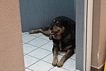 Миниатюра для Файл:Dog in washroom in athens, greece.jpg