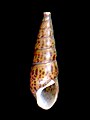 Doryssa hohenackery (Gastropoda: Pachychilidae)